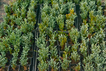 Fototapeta na wymiar Ornamental shrubs and trees in the nursery. Small coniferous trees in pots. Juniper in a greenhouse.
