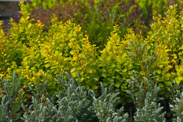 Ornamental shrubs and trees in the nursery. Small deciduous shrubs in pots. Barberry in a greenhouse close up.