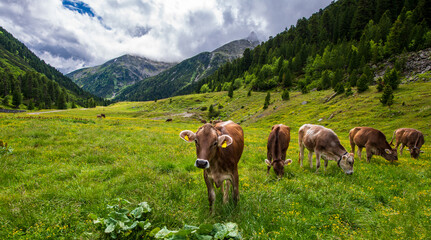 Idyllische Landschaft mit Rindern in Tirol, Österreich