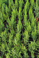 Ornamental shrubs and trees in the nursery. Small coniferous trees in pots. Juniper in a greenhouse.