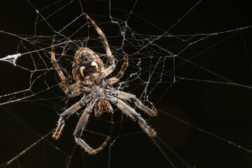 A Huge Spider Waiting for Its Prey in a Dark Place