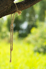A Old Piece of Rope Hanging from a Tree Branch 