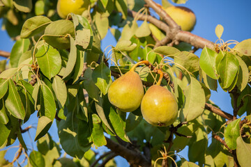 Pear tree branch full of yellow fruits