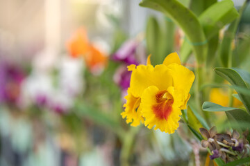 Selective focus shot of blooming yellow cattleya flower - obrazy, fototapety, plakaty