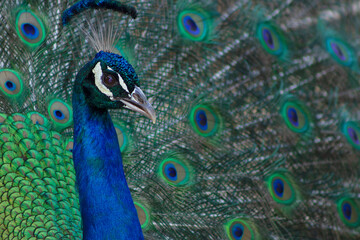Obraz premium Portrait of beautiful peacock with feathers out ( large and brightly bird ).