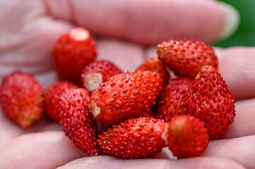 wild strawberries handpicked in garden ready to eat