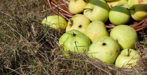 Ripe green organic apples in wicker basket, remaining apples scattered on grass, close-up, fragment.