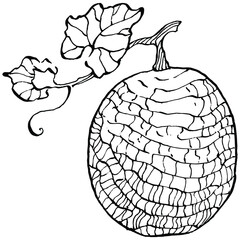 Melon realistic vector sketch. Decorative retro style collection hand drawn farm product for restaurant menu, market label, logo, emblem and  kitchen design. Decoration for food packaging.