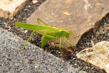 Big green hay horse laying eggs. Female Nymph of a great green bush cricket sitting on leaf. long horned grasshoppers insect Scientific Tettigonia viridissima. large species of katydid or bush-cricket