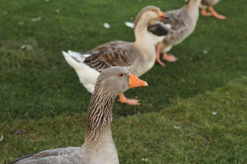 goose on the grass