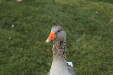 goose on the grass