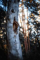 hole in the old tree