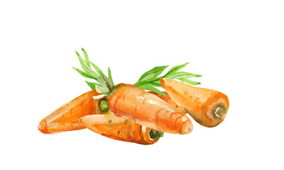 Vegetables ;carrots, onions, parsley.Pattern images.