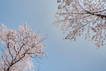 snow covered branches