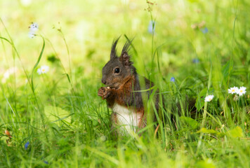 junges Eichhörnchen beim Fressen