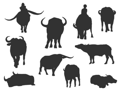 Set vector of the Buffalo, The shadow of different poses isolated on white background.