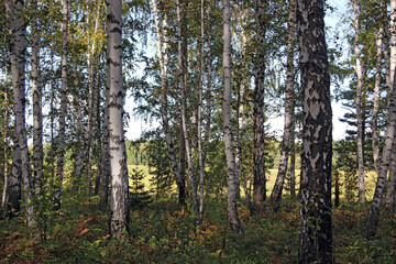 Birch grove in autumn. Through the tree trunks, a large clearing is visible, flooded with sunlight.