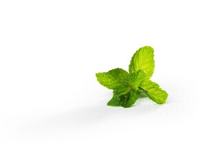 mint leaves isolated on white