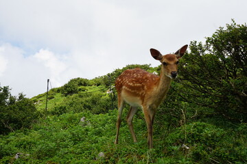 伊吹山　鹿