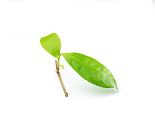 fresh tea leaf