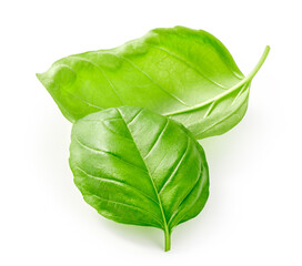 Basil leaves isolated. Basil leaf on white background. Fresh basil. Top view flat lay.