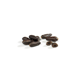 cocoa seed
