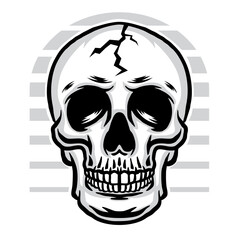 Human skull illustration