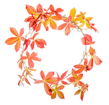 autumn leaveas wreath isolated on white