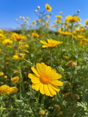 field of flowers