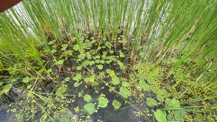 Phragmites australis plants growing wild in a marsh forest