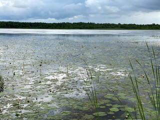 Nymphaea candida plants growing wild in a swamp lake