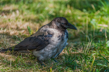A young crow chick that can't fly yet