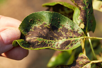 A hand holding a pear leaf with blister mite or Eriophyes pyri. Diseases and parasites of the pear...