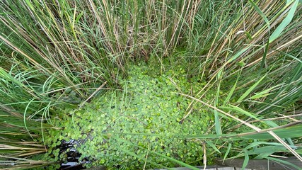 Spirodela polyrhiza plants growing wild in a marsh lake