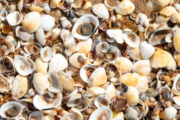 Crimea peninsula. Koktebel. Cape Hameleon. Coastline of the Black sea summer