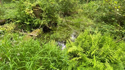 Fototapeta premium Dennstaedtia punctilobula plants growing wild in a swamp forest