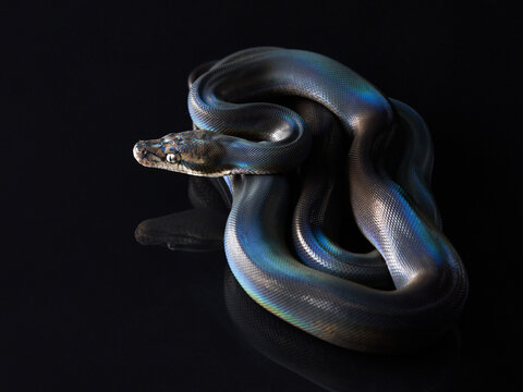 Reticulated Python (Python reticulatus) on black background. rainbow snake shimmers in different colors