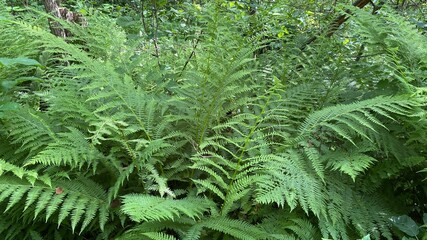 Dennstaedtia punctilobula plants growing wild in a swamp forest