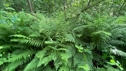 Dennstaedtia punctilobula plants growing wild in a swamp forest