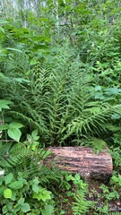 Dennstaedtia punctilobula plants growing wild in a swamp forest