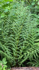 Dennstaedtia punctilobula plants growing wild in a swamp forest