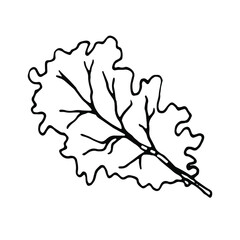 Salad doodle.Hand drawn line art.