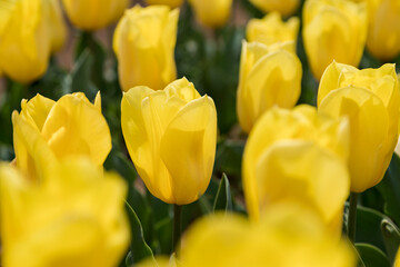 色鮮やかなチューリップ　千葉県佐倉市　日本