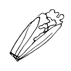 Salad doodle.Hand drawn line art.