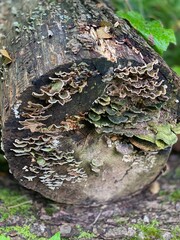 Trametes versicolor growing wild in a forest in a swamp in trees