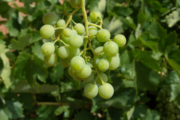 Racimo de uvas madurando en verano