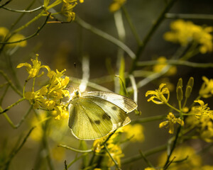 a large cabbage white butterfly