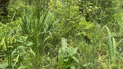 Dennstaedtia punctilobula plants growing wild in a swamp forest