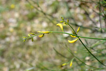 Spanish broom