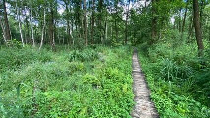 Dennstaedtia punctilobula plants growing wild in a swamp forest